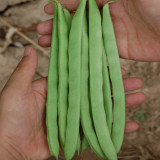 Red-flowered Snap Bean Seeds