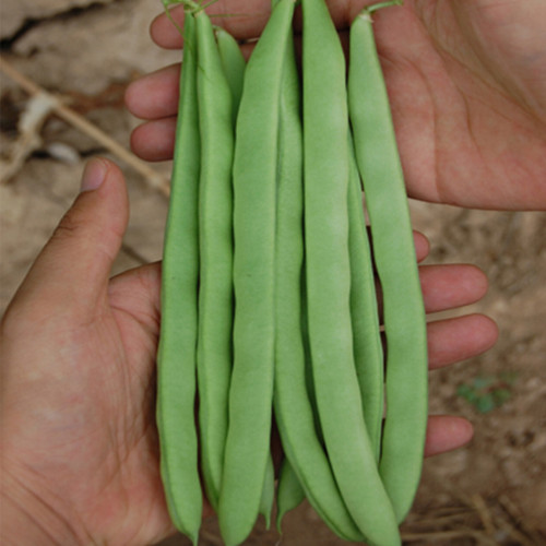 Red-flowered Snap Bean Seeds