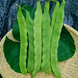 Green Dragon Snap Bean Seeds