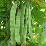 Green Dragon Snap Bean Seeds