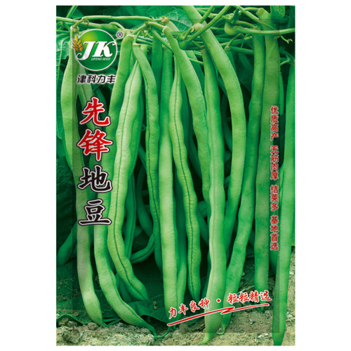 Pioneer Snap Bean Seeds