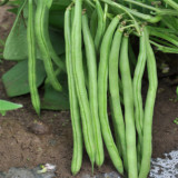 Pioneer Snap Bean Seeds