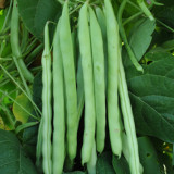 Red-flowered Snap Bean Seeds