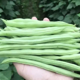 Pioneer Snap Bean Seeds