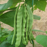 Green Dragon Snap Bean Seeds
