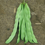 Green Dragon Snap Bean Seeds