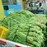 Continuously Harvestable 901 Yardlong Bean Seeds
