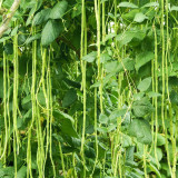 Yapajia 28-2 Yardlong Bean Seeds