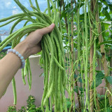 Black Eyebrow No.1 Cowpea Seeds