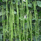Continuously Harvestable 901 Yardlong Bean Seeds