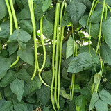 Black Eyebrow No.1 Cowpea Seeds