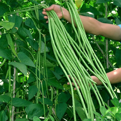 Yapajia 28-2 Yardlong Bean Seeds