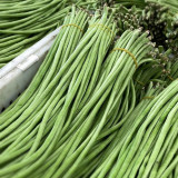 Continuously Harvestable 901 Yardlong Bean Seeds