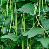 Black Eyebrow No.1 Cowpea Seeds