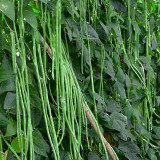 Black Eyebrow No.1 Cowpea Seeds