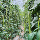 Continuously Harvestable 901 Yardlong Bean Seeds