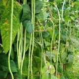 Yapajia 28-2 Yardlong Bean Seeds