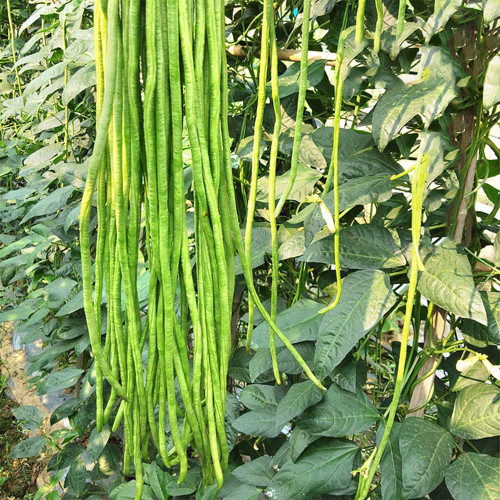 Three-foot Green Cowpea Seeds