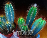 Blue Torch Cactus Seeds, Bonsai Flower Pots DIY