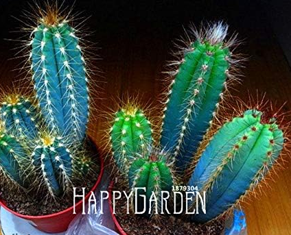 Blue Torch Cactus Seeds, Bonsai Flower Pots DIY