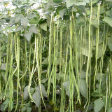 Three-foot Green Cowpea Seeds