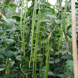 Three-foot Green Cowpea Seeds