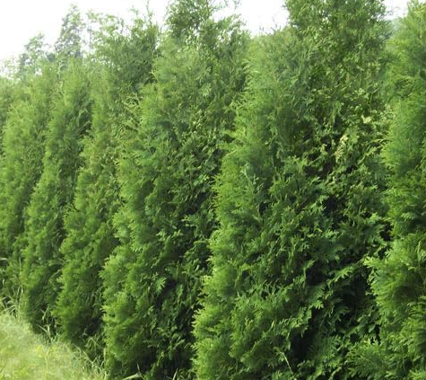 Cedar Tree Seeds - Northern White - Swamps and Lowlands