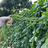 Three-foot Green Cowpea Seeds