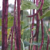 Spring-Autumn Red Cowpea Seeds, Purple-red pods & Rich in anthocyanins