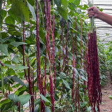 Spring-Autumn Red Cowpea Seeds, Purple-red pods & Rich in anthocyanins