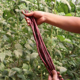 Spring-Autumn Red Cowpea Seeds, Purple-red pods & Rich in anthocyanins