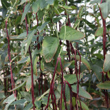 Spring-Autumn Red Cowpea Seeds, Purple-red pods & Rich in anthocyanins