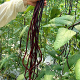 Spring-Autumn Red Cowpea Seeds, Purple-red pods & Rich in anthocyanins