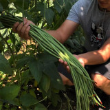 Ningjiang No.3 Yardlong Bean Seeds