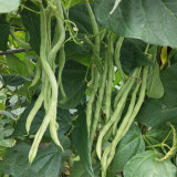 Stringless Snap Bean King Seeds