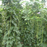 Ningjiang No.3 Yardlong Bean Seeds