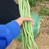 Stringless Snap Bean King Seeds