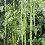 Ningjiang No.3 Yardlong Bean Seeds