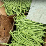 Stringless Snap Bean King Seeds