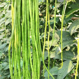 Ningjiang No.3 Yardlong Bean Seeds