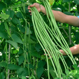 Ningjiang No.3 Yardlong Bean Seeds