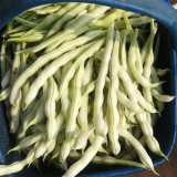 Henan Kidney Bean Seeds