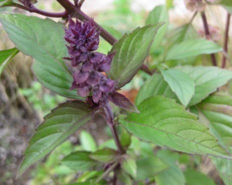 Thai Basil - Can be grown all year round on windowsills