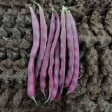 Fall Purple Kidney Bean Seeds