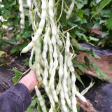 Henan Kidney Bean Seeds