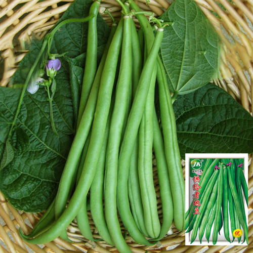 Supplier Snap Bean Seeds