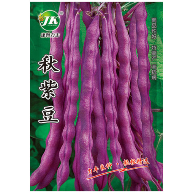 Fall Purple Kidney Bean Seeds