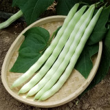 Henan Kidney Bean Seeds
