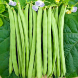 Supplier Snap Bean Seeds