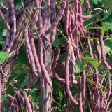 Fall Purple Kidney Bean Seeds